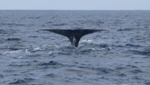 ホエールウォッチング