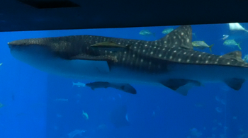 美ら海水族館