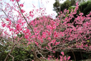 八重岳桜まつり